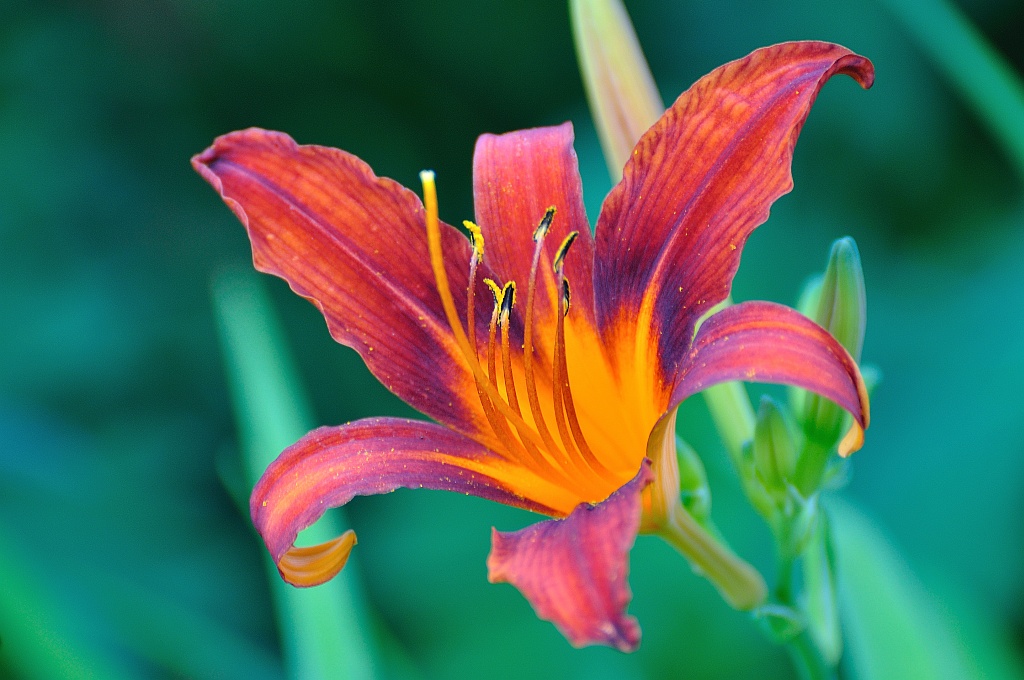 Natur 0074 DSC 1579