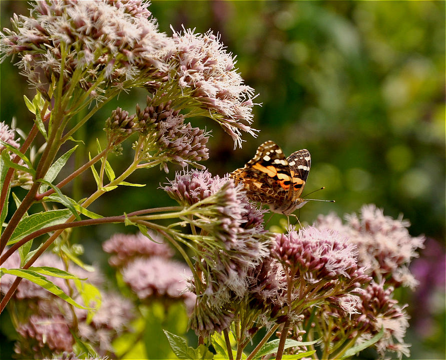 Natur 2009 035