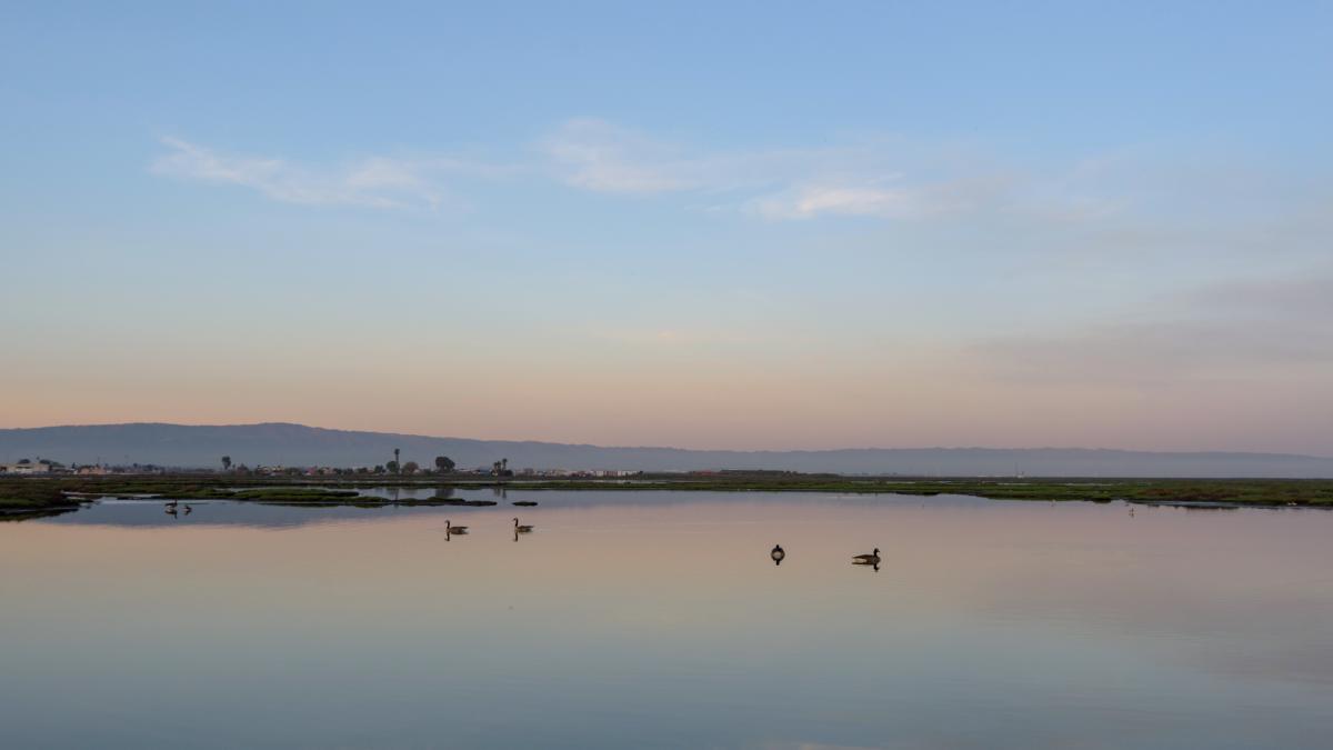 Nature @ Silicon Valley