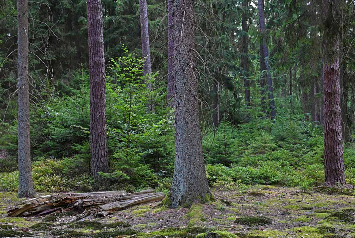 Naturverjüngung im Schooten.jpg