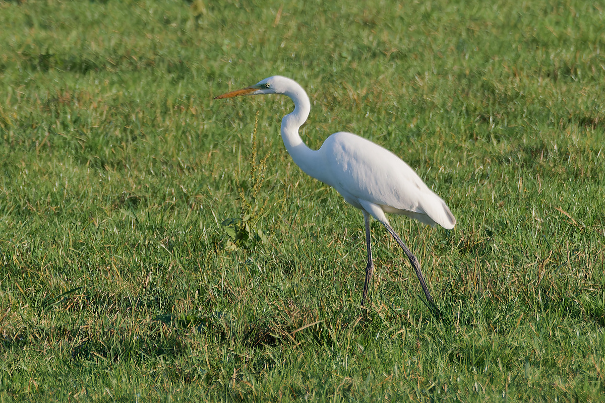 NB113725nikon.jpg