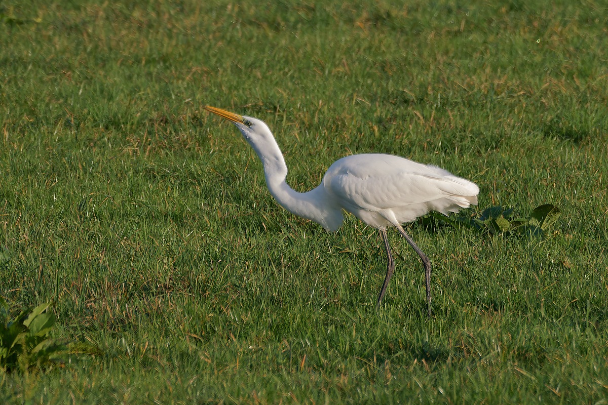 NB113867nikon.jpg