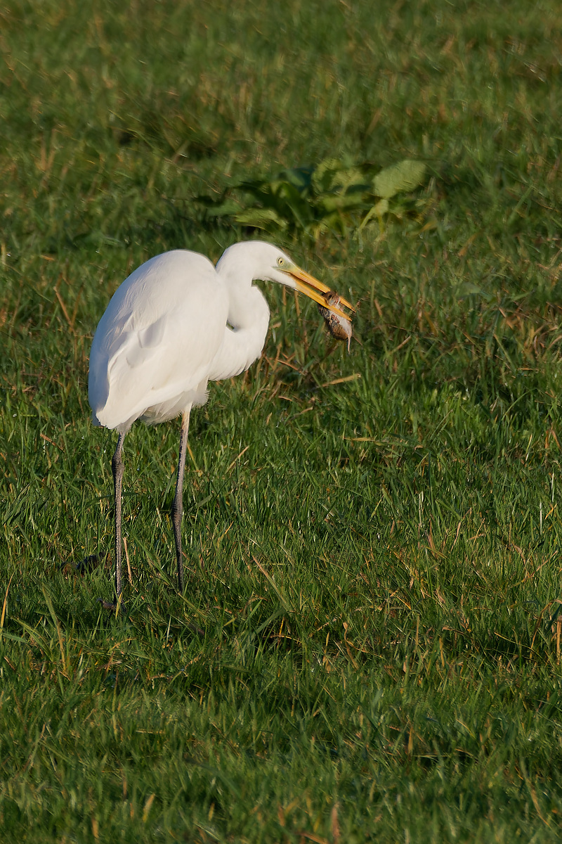 NB113918nikon.jpg