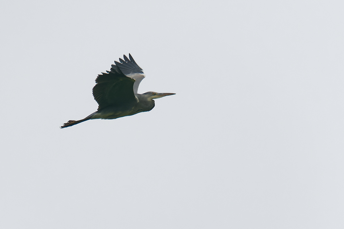 NB164090nikon.jpg