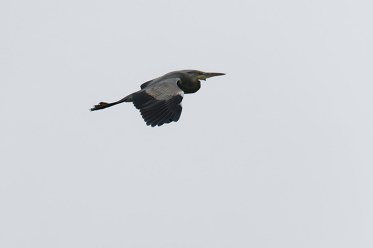NB164100nikon.jpg