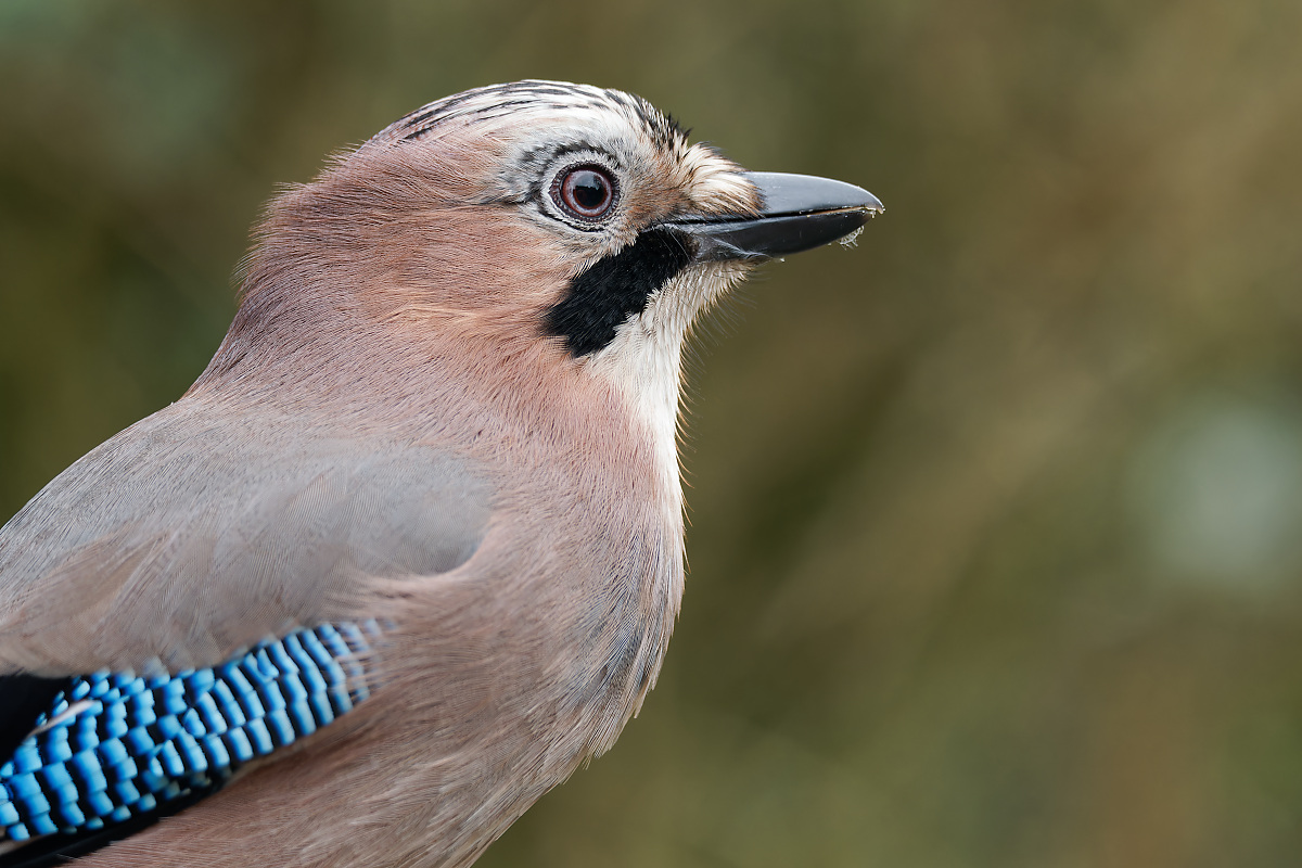 NB274412nikon.jpg