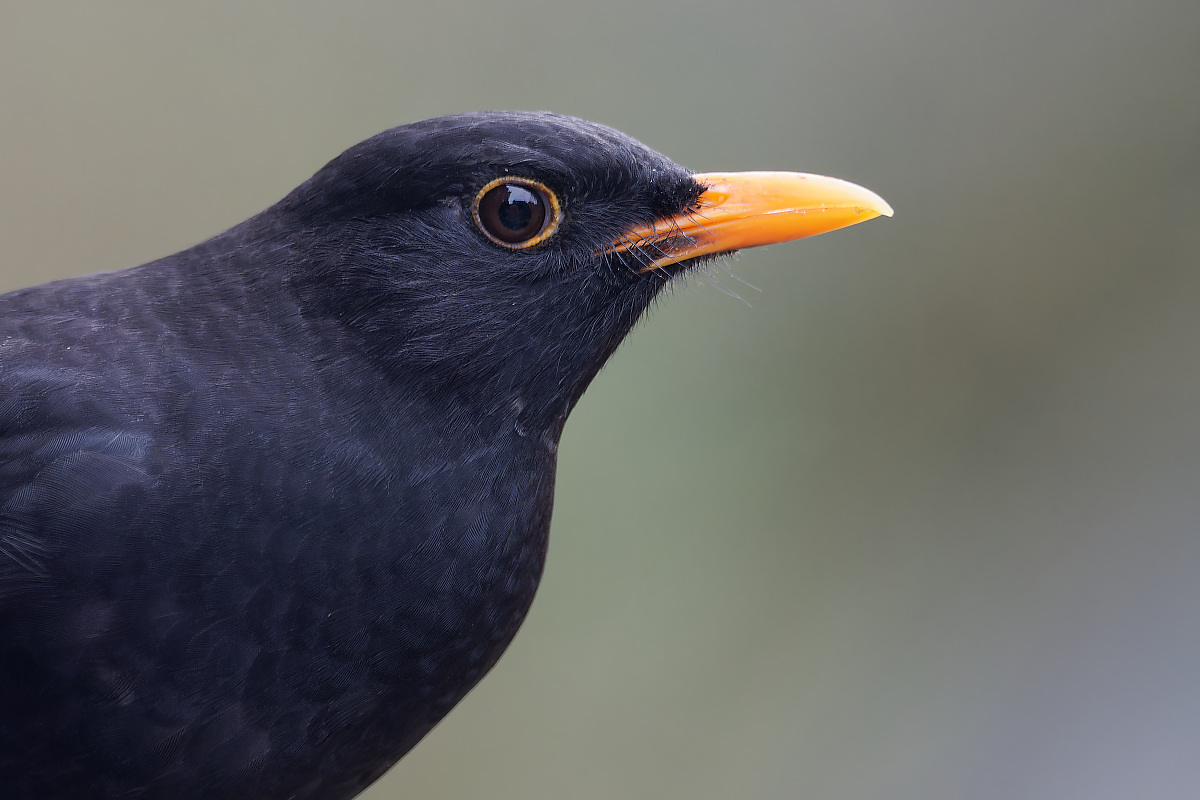 NB274423nikon.jpg