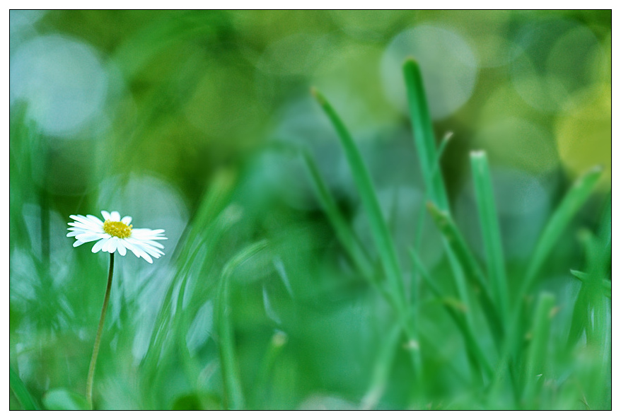 NC blume1