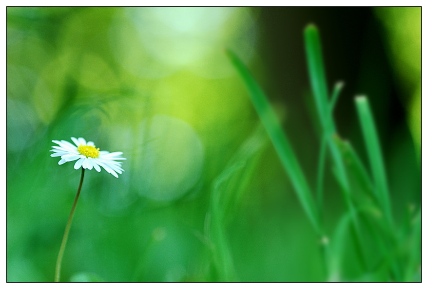 NC blume2