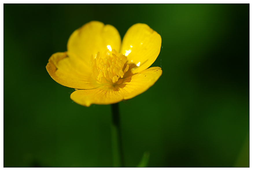 NC Butterblume1
