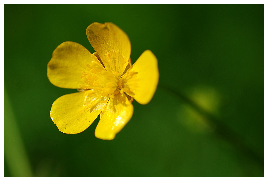 NC Butterblume2