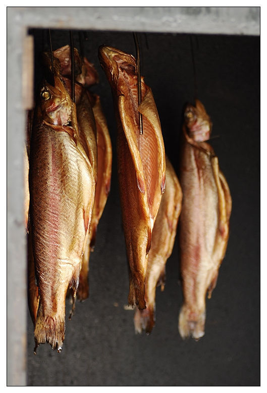 NC fisch