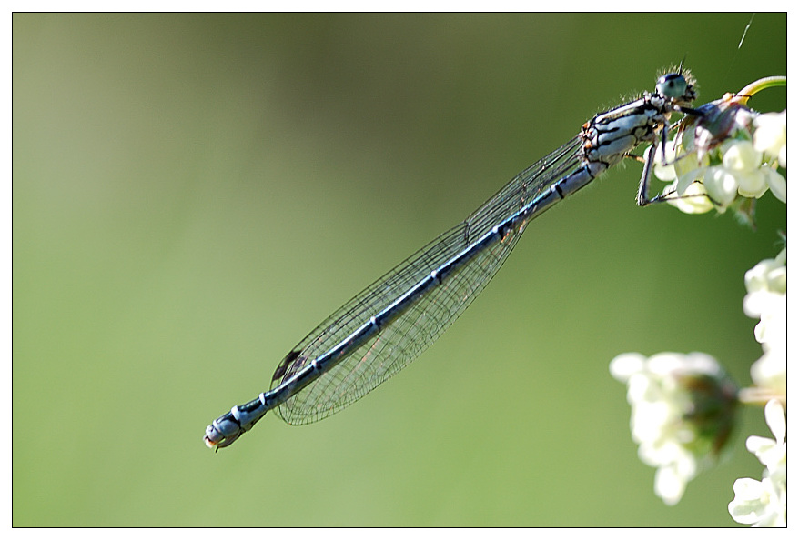 NC libelle1