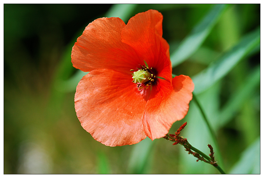 NC mohn1