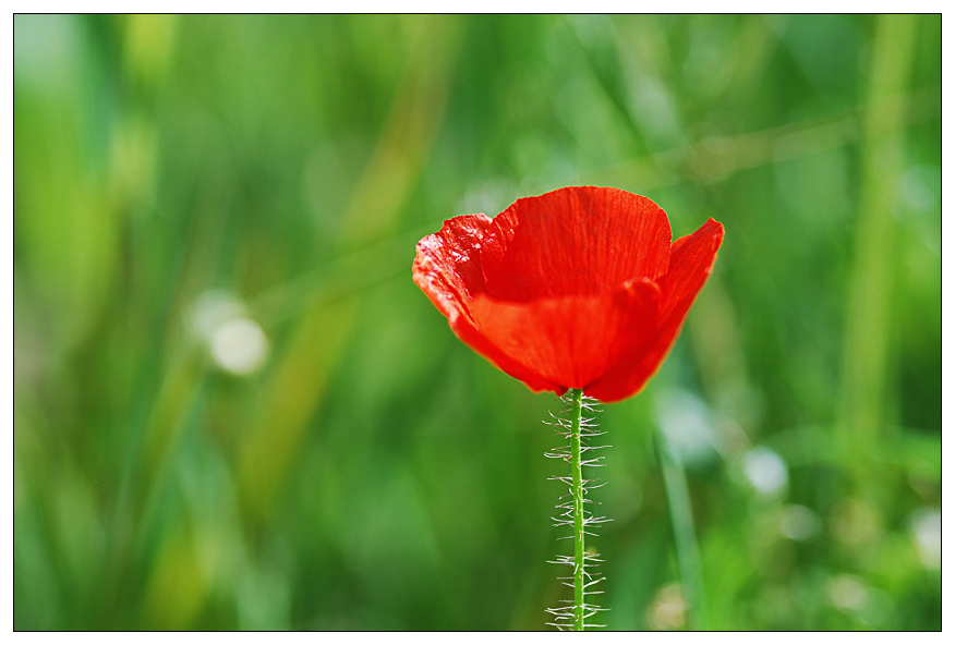 NC mohn2