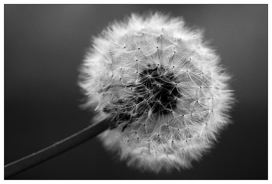 NC pusteblume