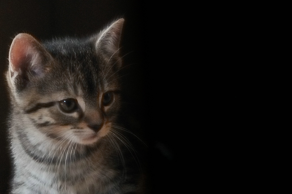 NC2012 09 30 9437  D300S A