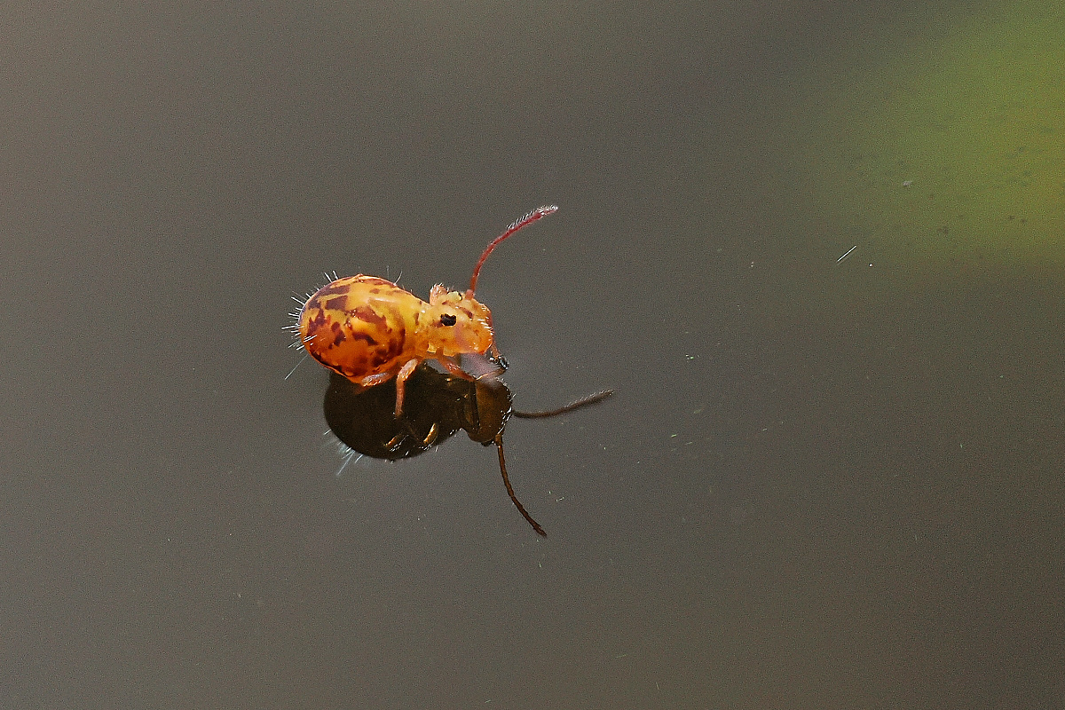 NC255549nikon.jpg