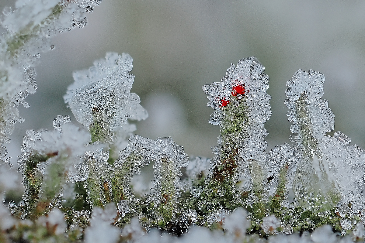 NC275818_8_focusstackingnikon.jpg