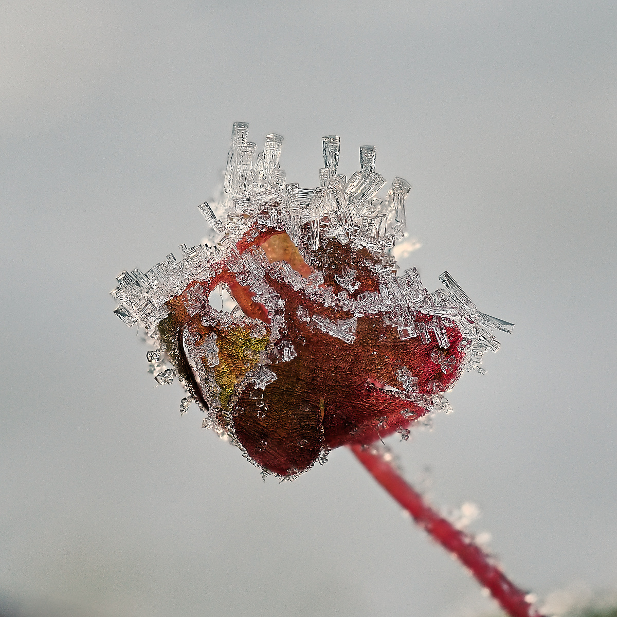 NC285901_12_focusstackingnikon-2.jpg