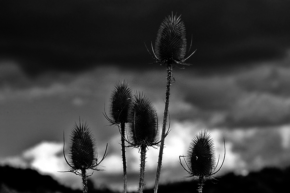 ND8 2211 1000 sw