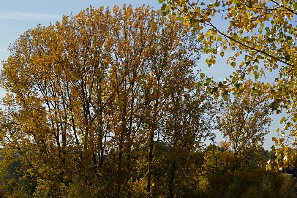 ND8 2558 1000