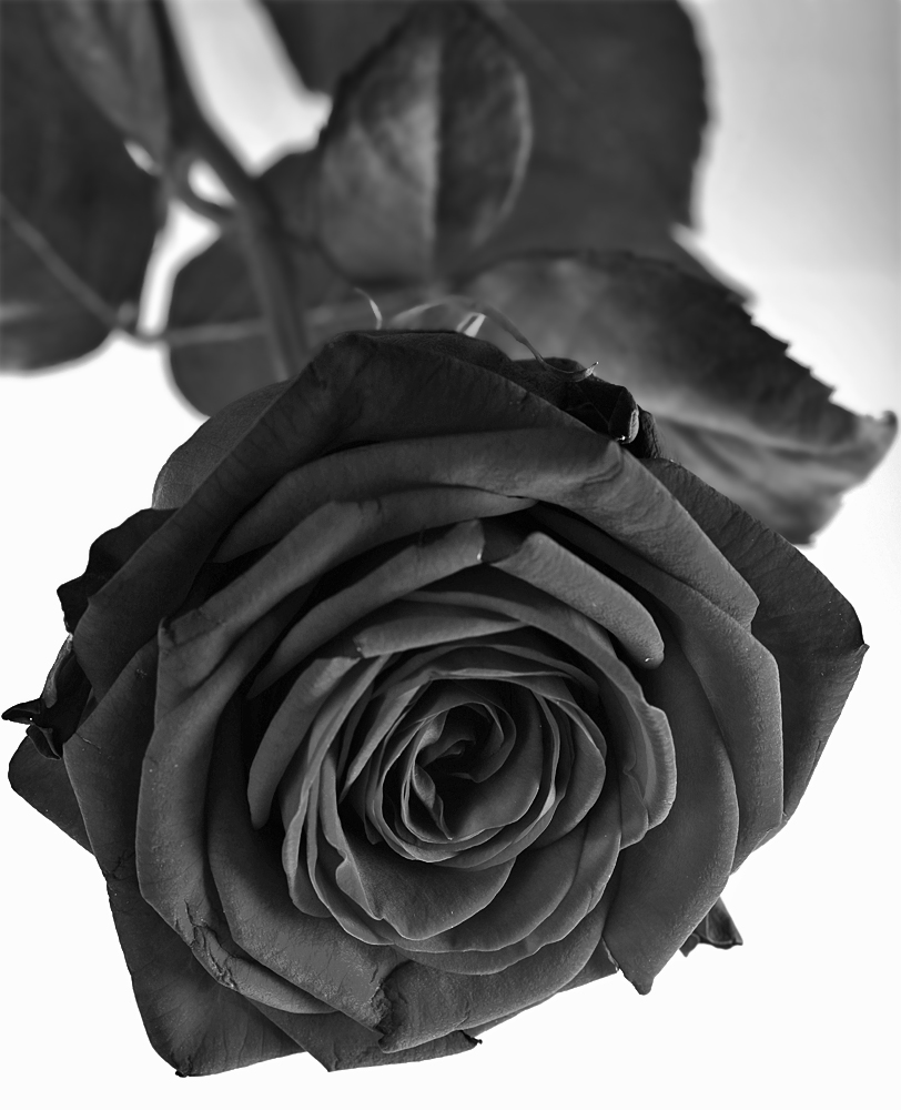 ND8 3089 1000 sw