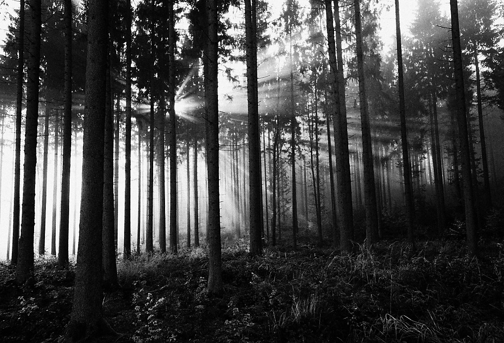 Nebel 11