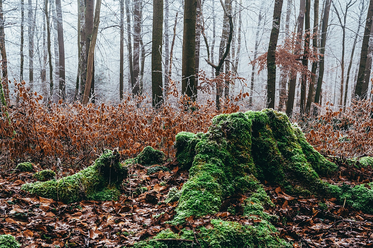 Nebel 2
