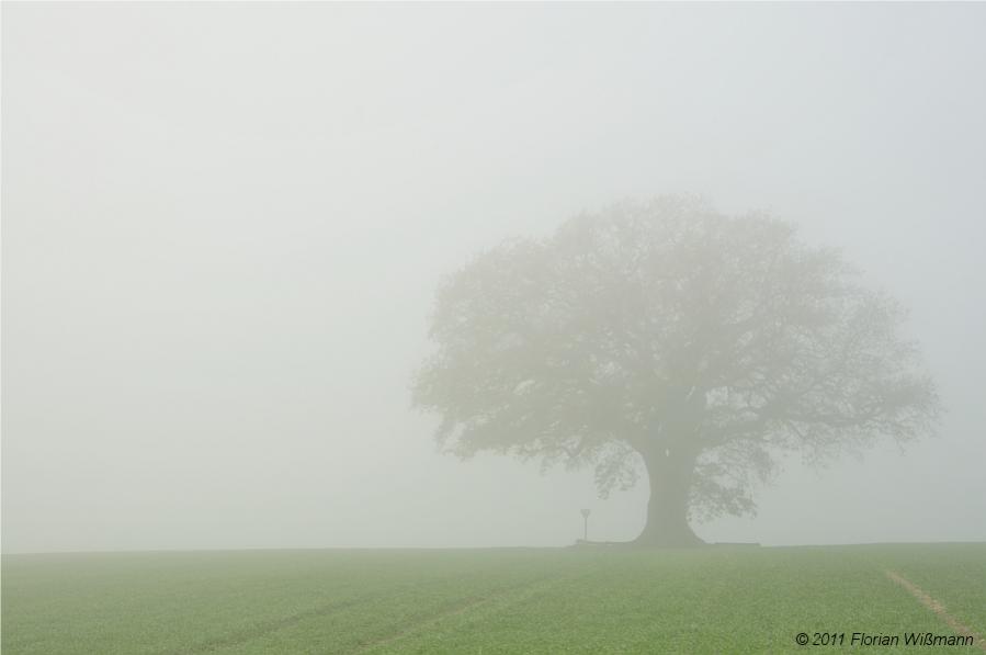 Nebel
(Alte Eiche)