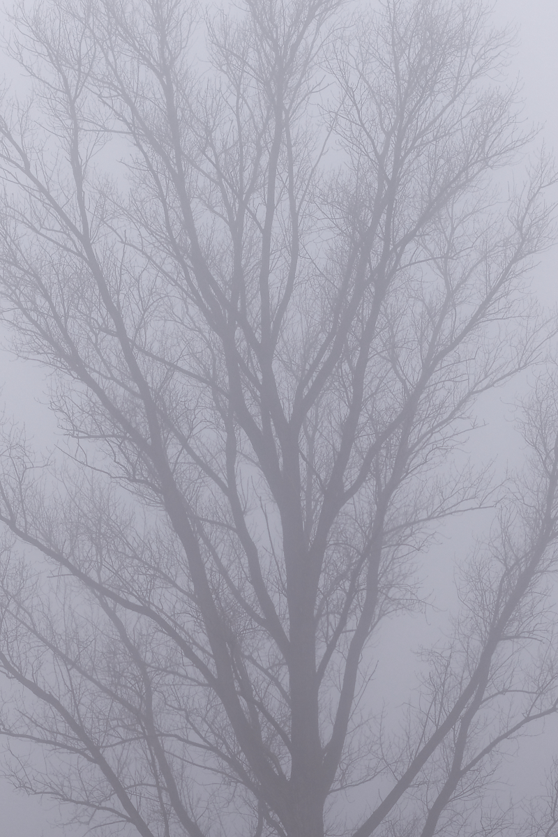 Nebel des Grauens.jpg