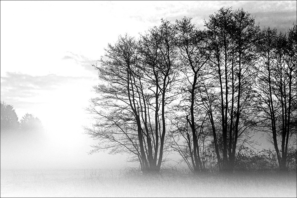 Nebel Emsland 09 / 2009