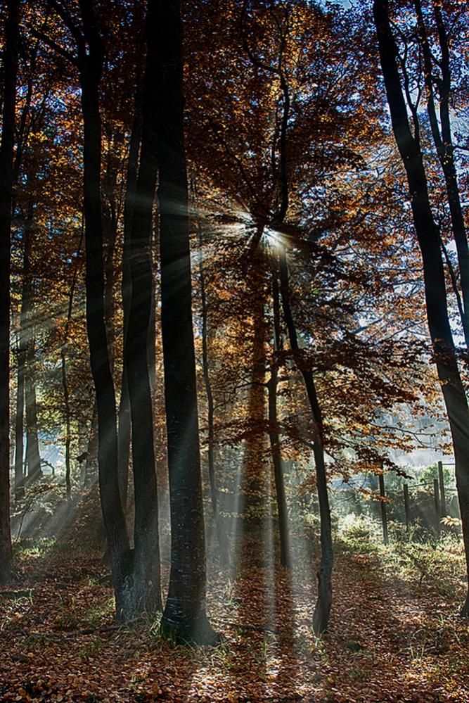 Nebel im Elsass