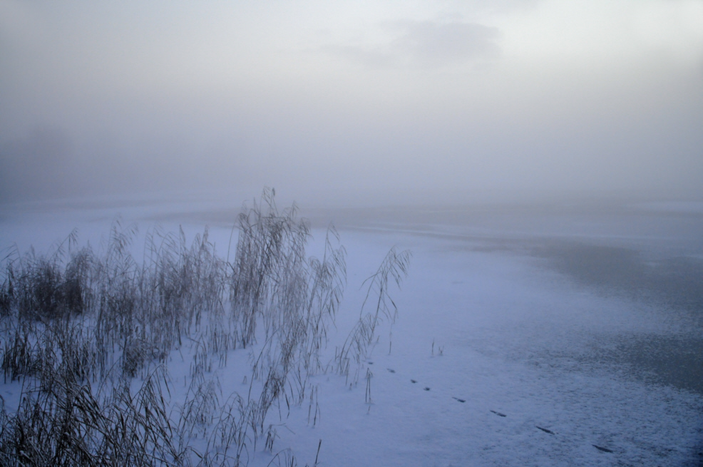 Nebel im Moor