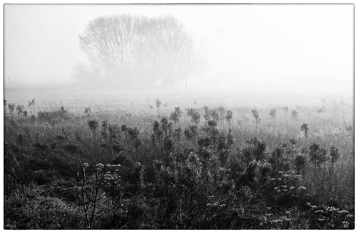 Nebel in den Seewiesen_BW 1.jpg