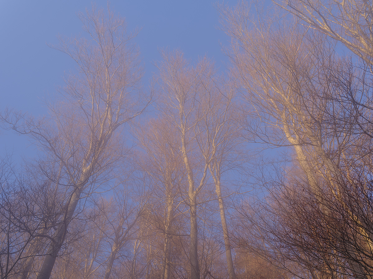 Nebel.jpg