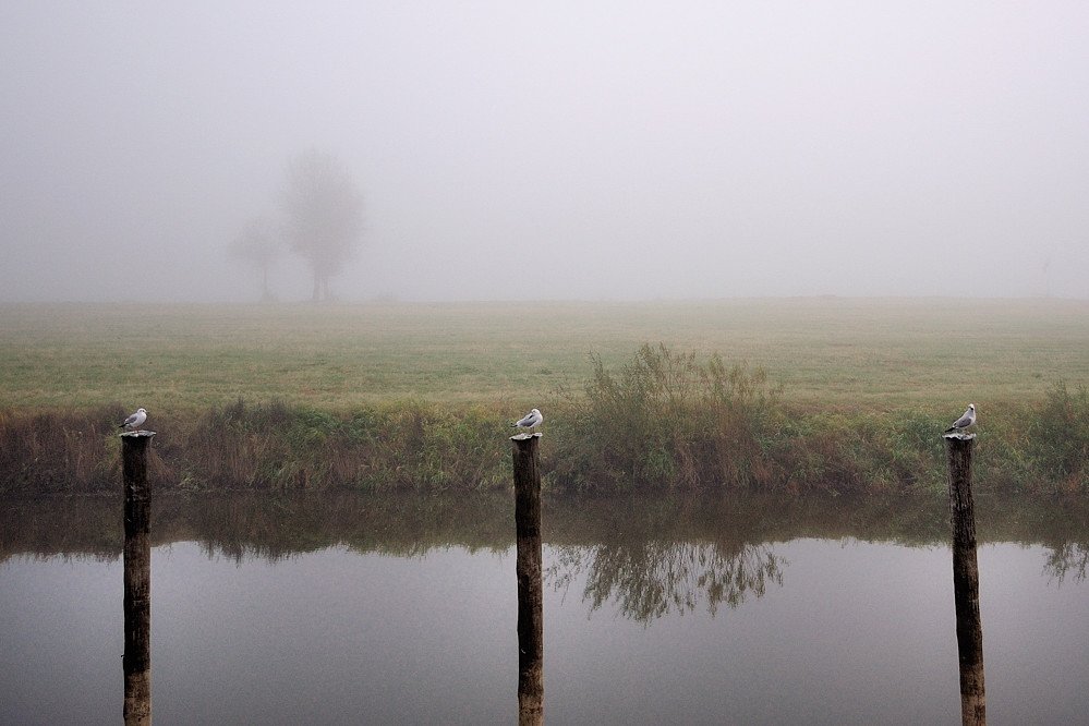 Nebel