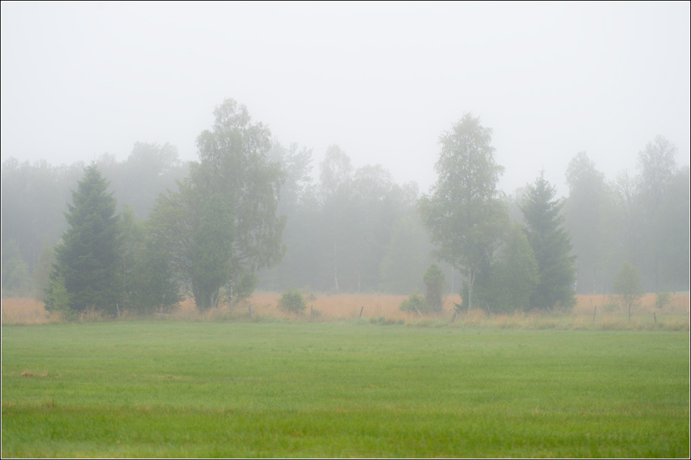 nebel