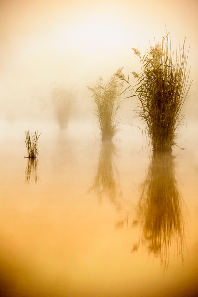 nebel