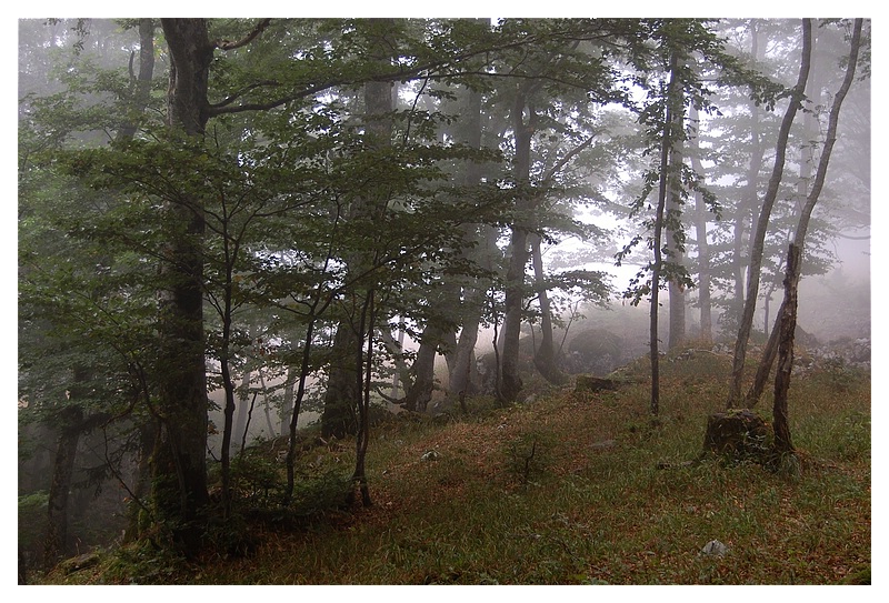 Nebel