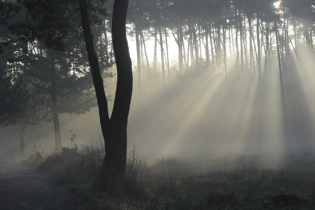 Nebel2