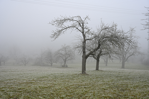 Nebel_Zf_DSC0379_1200x800x150.jpg