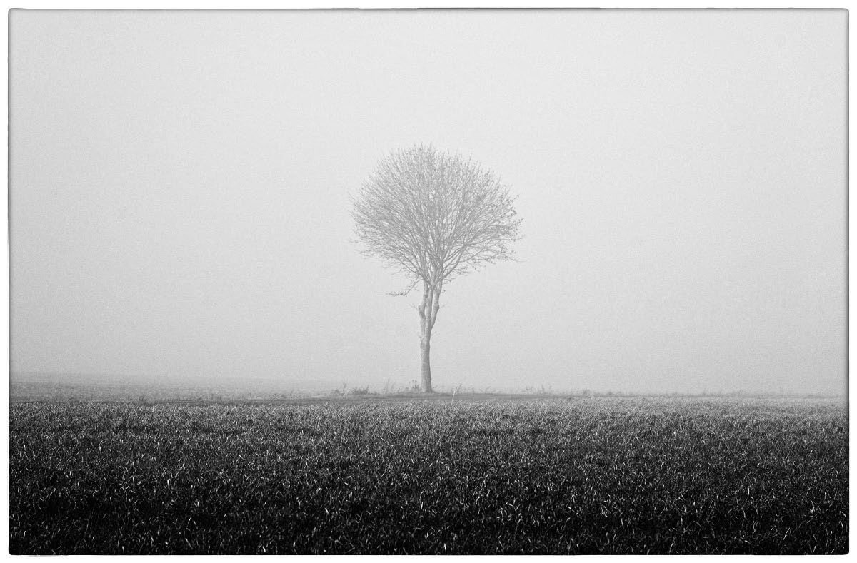 Nebelbaum_BW_1.jpg
