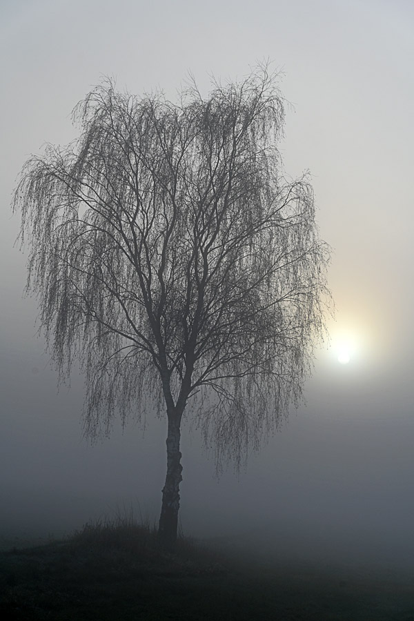 Nebelbirke 1.jpg