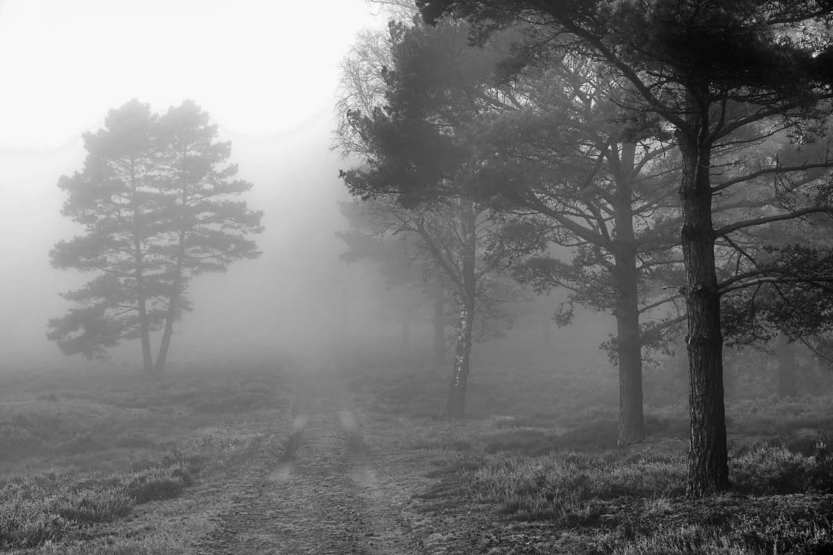 Nebelheide BW.jpg