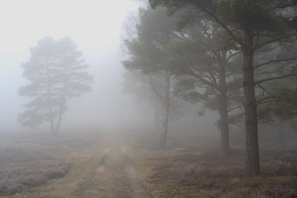 Nebelheide.jpg