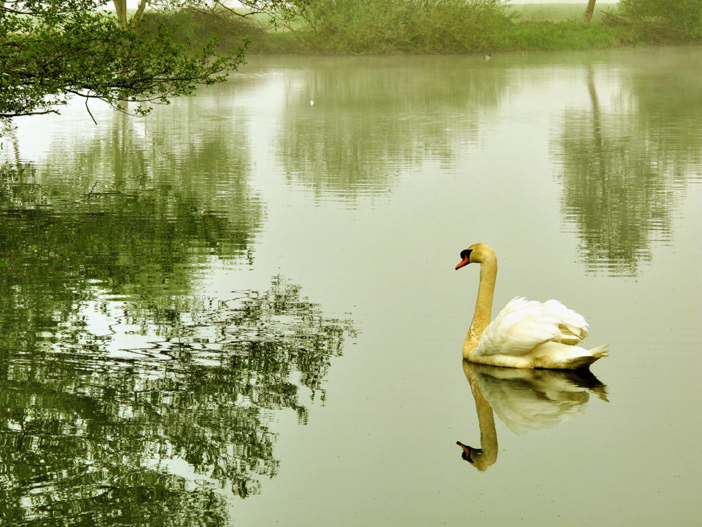 nebelschwan