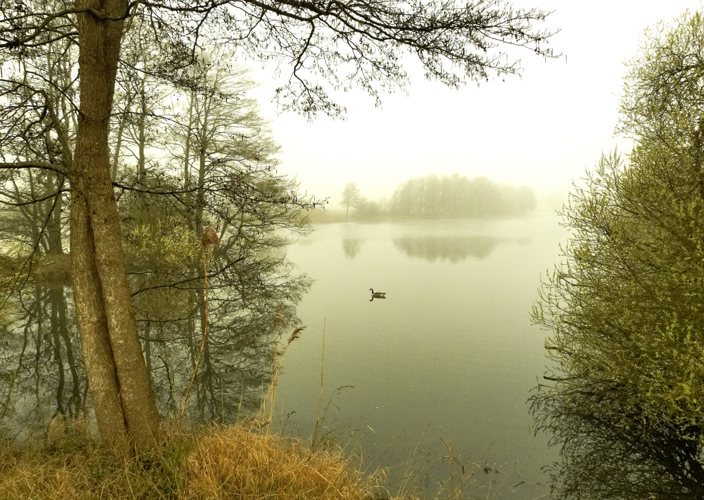nebelsee