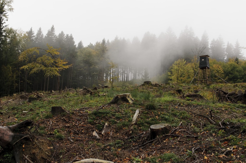 Nebelstimmung Herbst und Jägerstand