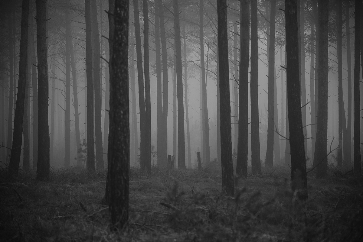 Nebelwald 1